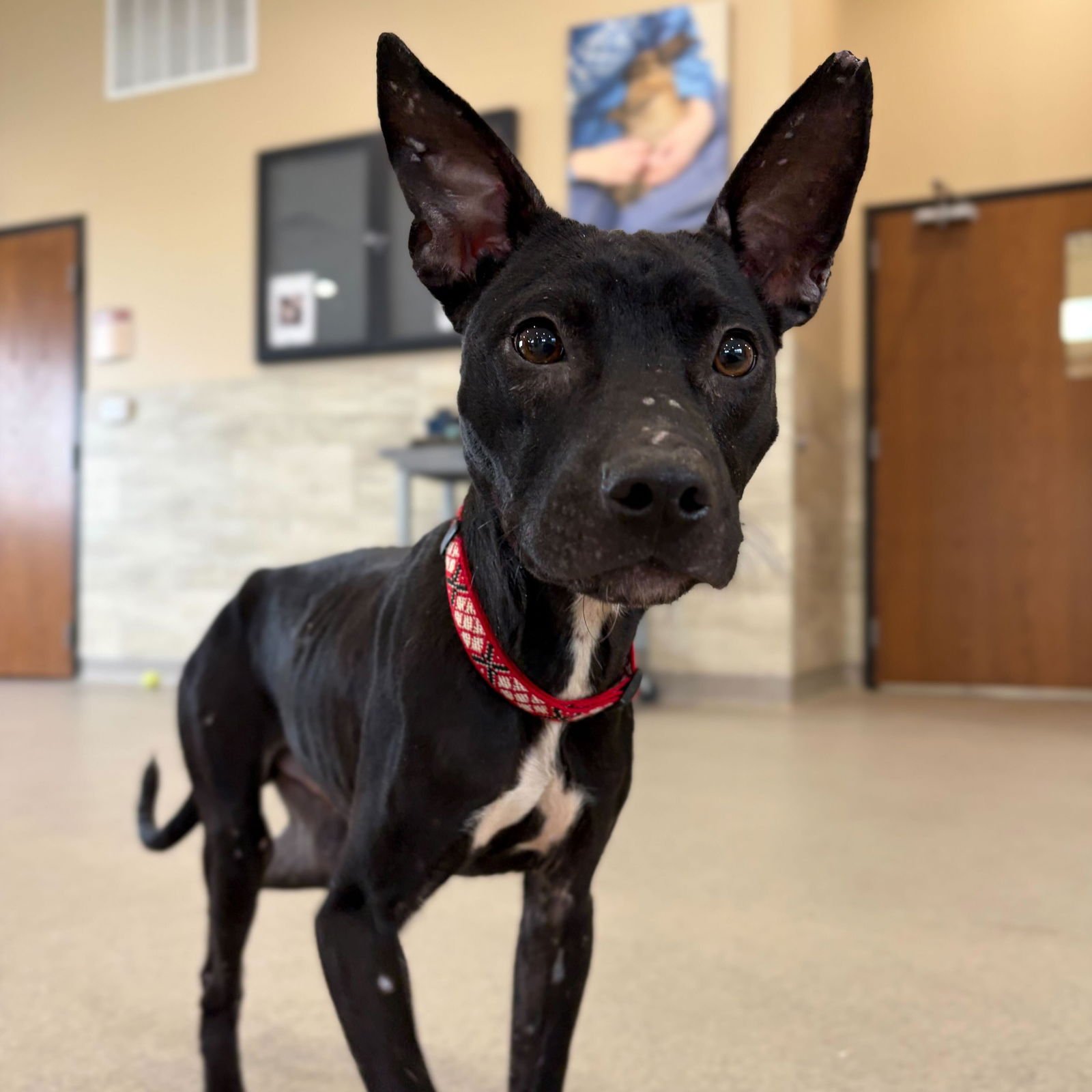 KIRBY - NAME YOUR OWN ADOPTION FEE! - Terrier available for adoption