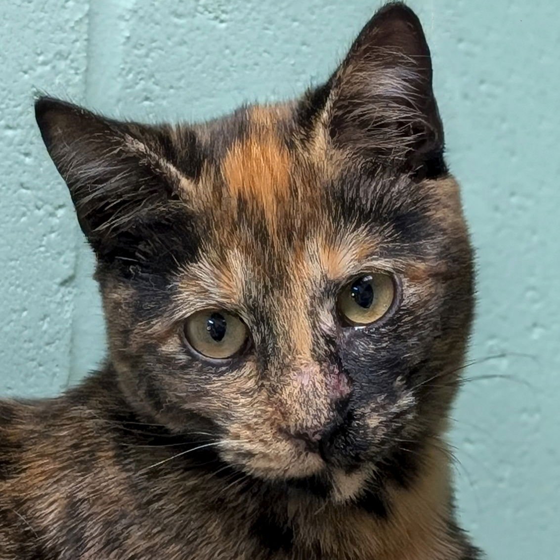 LOUISA - Domestic Short Hair available for adoption