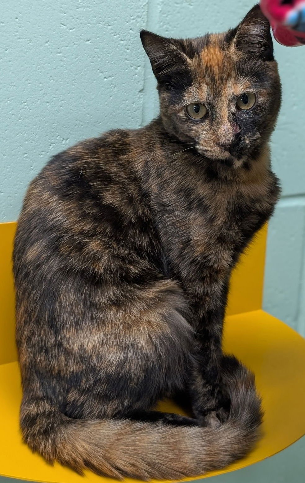 LOUISA - Domestic Short Hair available for adoption