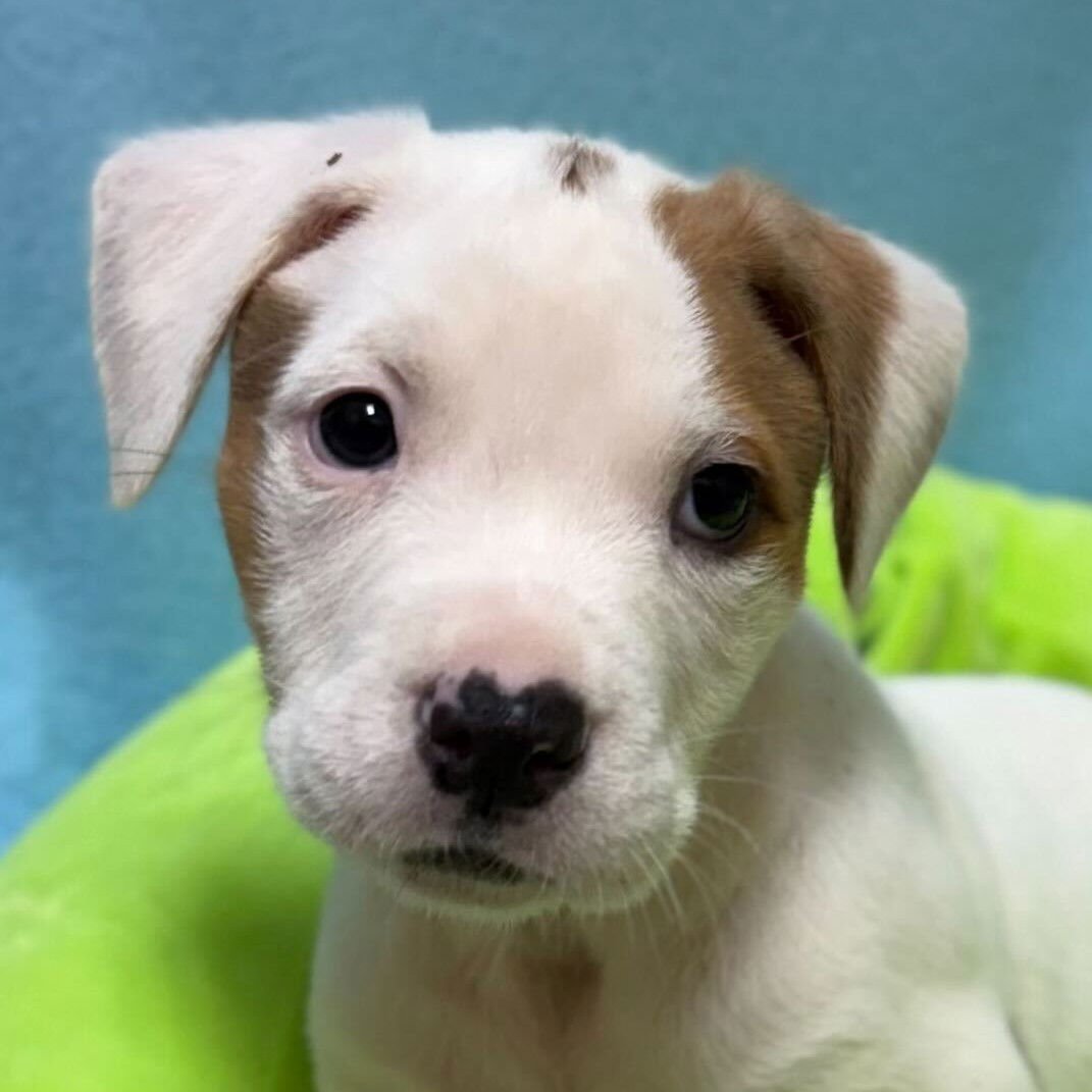 BUMPER - IN FOSTER - Terrier available for adoption