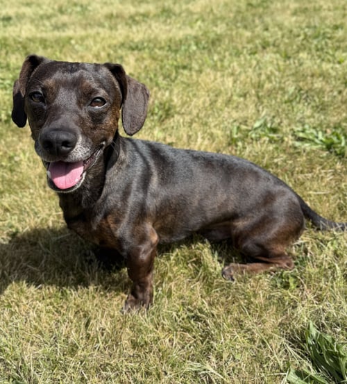 SEACOLE - Dachshund available for adoption