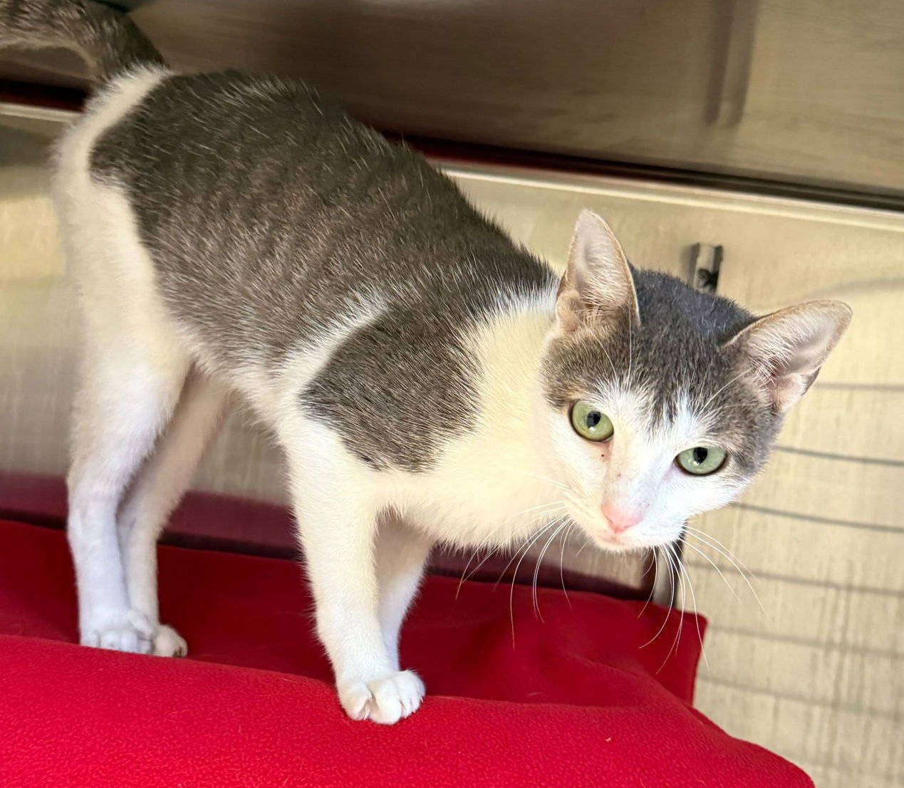 SPAGHETTI - Domestic Short Hair available for adoption