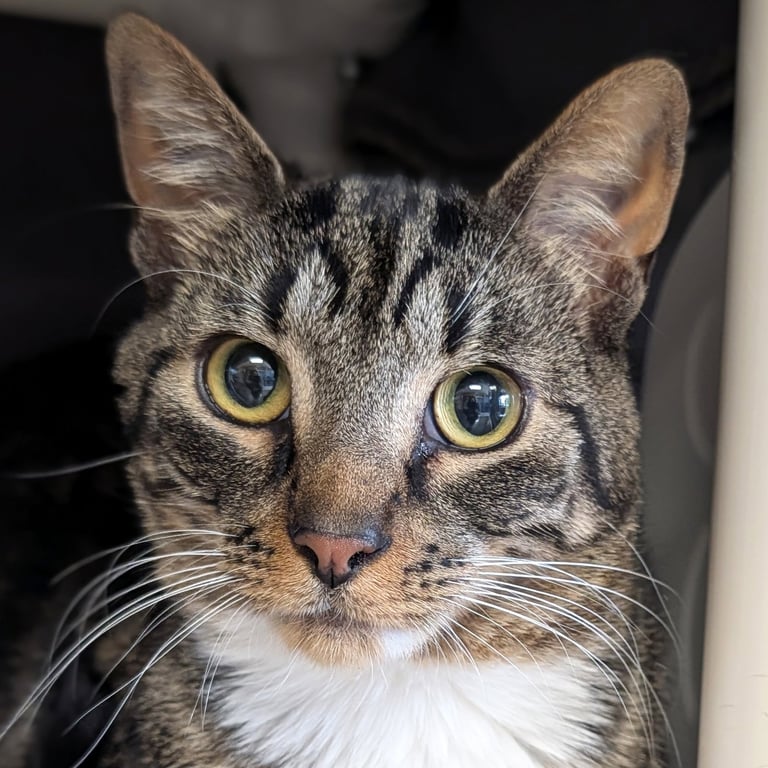 Symon - Name Your Own Adoption Fee! Image