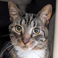 Symon - Name Your Own Adoption Fee! - Photo 1