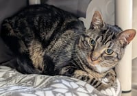 Symon - Name Your Own Adoption Fee! - Photo 2