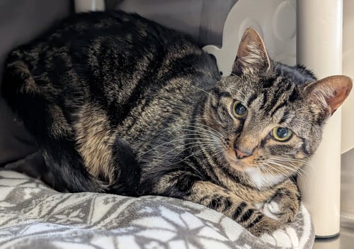 SYMON - NAME YOUR OWN ADOPTION FEE! - Domestic Short Hair available for adoption