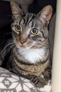 Symon - Name Your Own Adoption Fee! - Photo 3