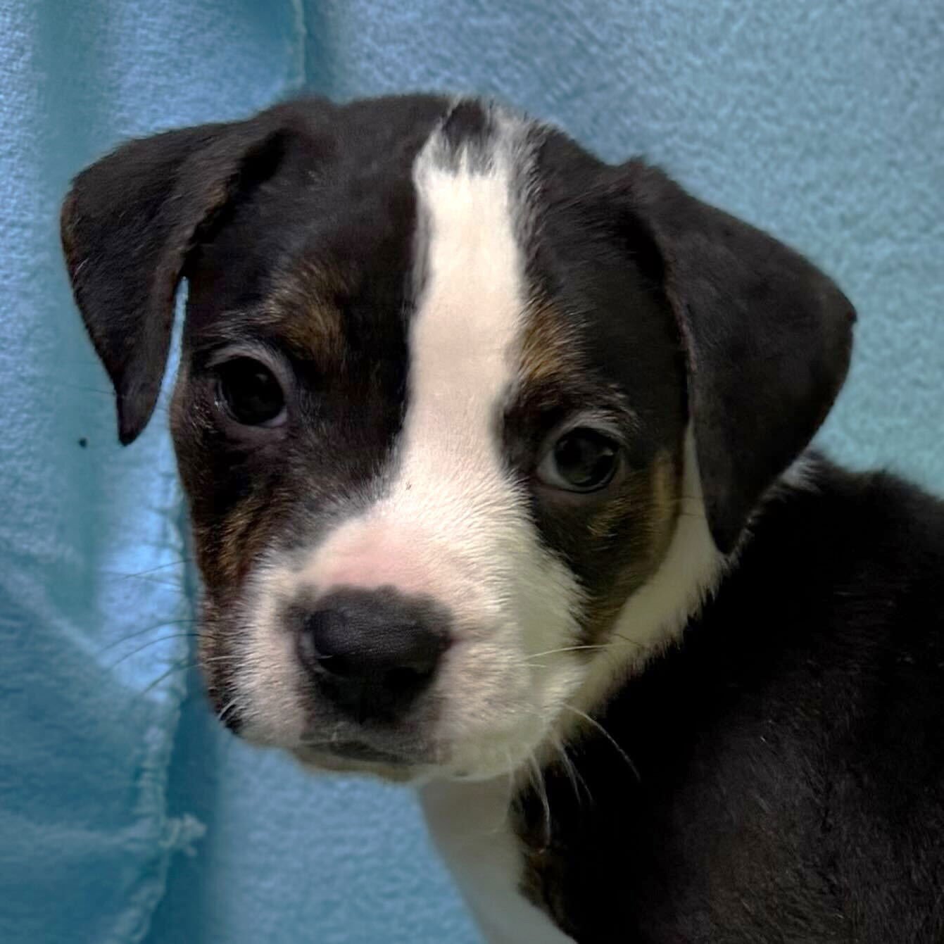 JESSE - IN FOSTER! - Terrier available for adoption