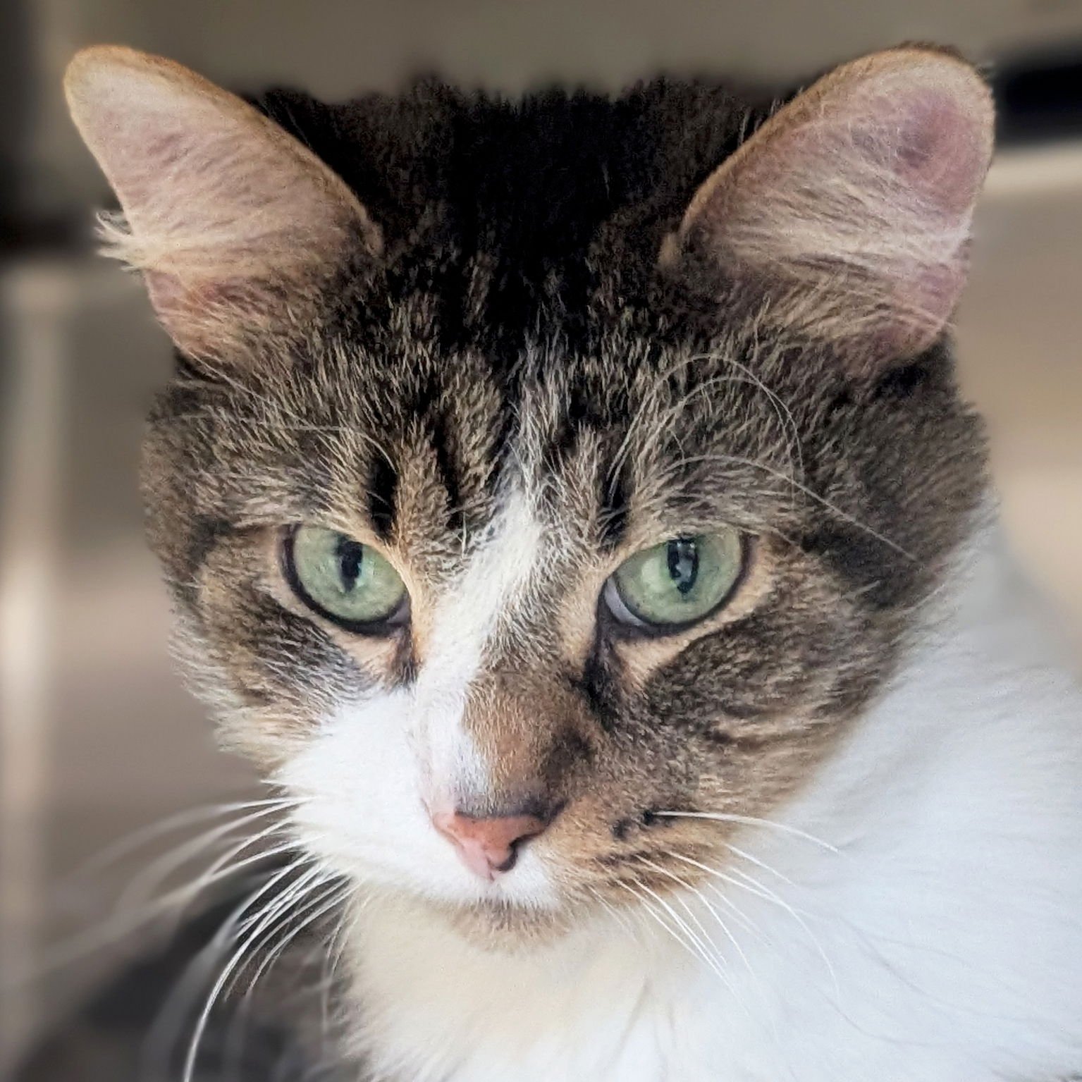 FOGGY - Domestic Medium Hair available for adoption