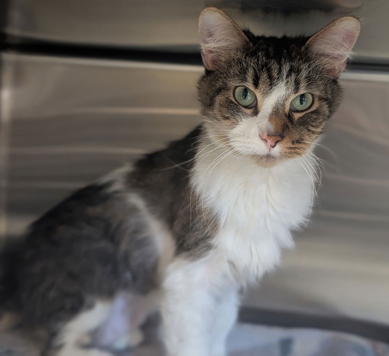 FOGGY - Domestic Medium Hair available for adoption