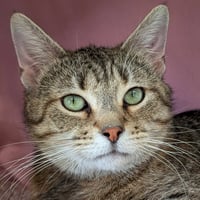 Athena - Adoption Fee Paid! - Photo 1