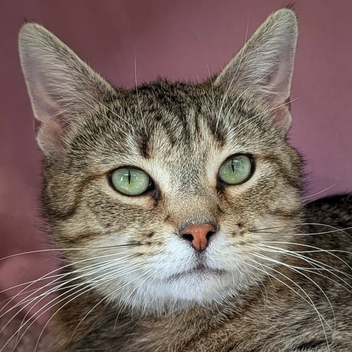 ATHENA - ADOPTION FEE PAID! - Domestic Short Hair available for adoption