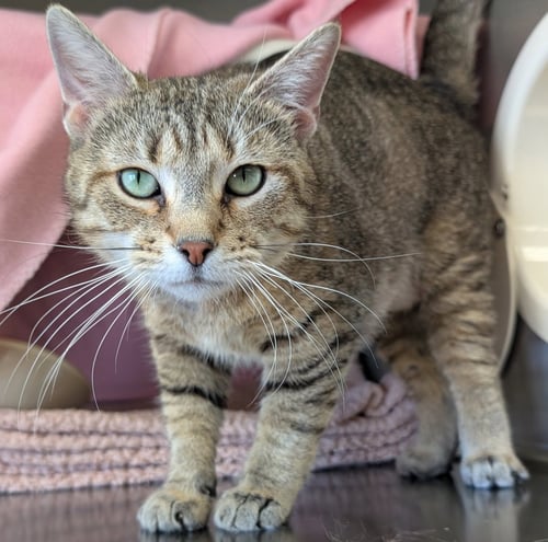 ATHENA - ADOPTION FEE PAID! - Domestic Short Hair available for adoption