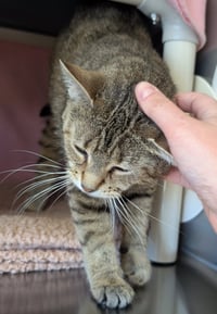 Athena - Adoption Fee Paid! - Photo 3
