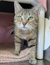 Athena - Adoption Fee Paid! - Photo 4