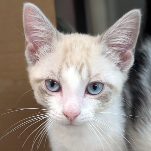 SNOW - REDUCED FEE! - Domestic Short Hair / Siamese available for adoption