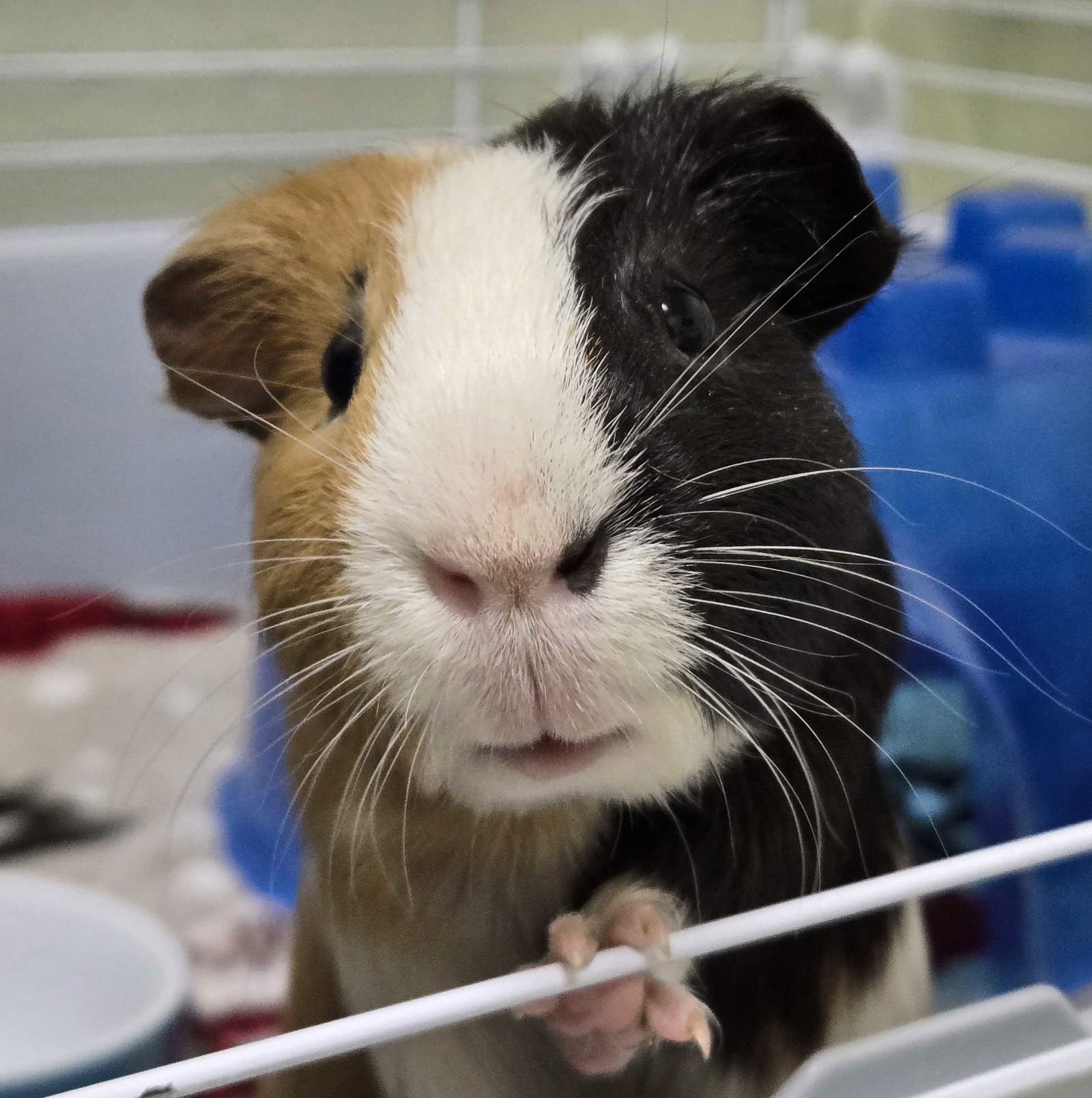 COFFEE - NAME YOUR OWN ADOPTION FEE! - Guinea Pig available for adoption