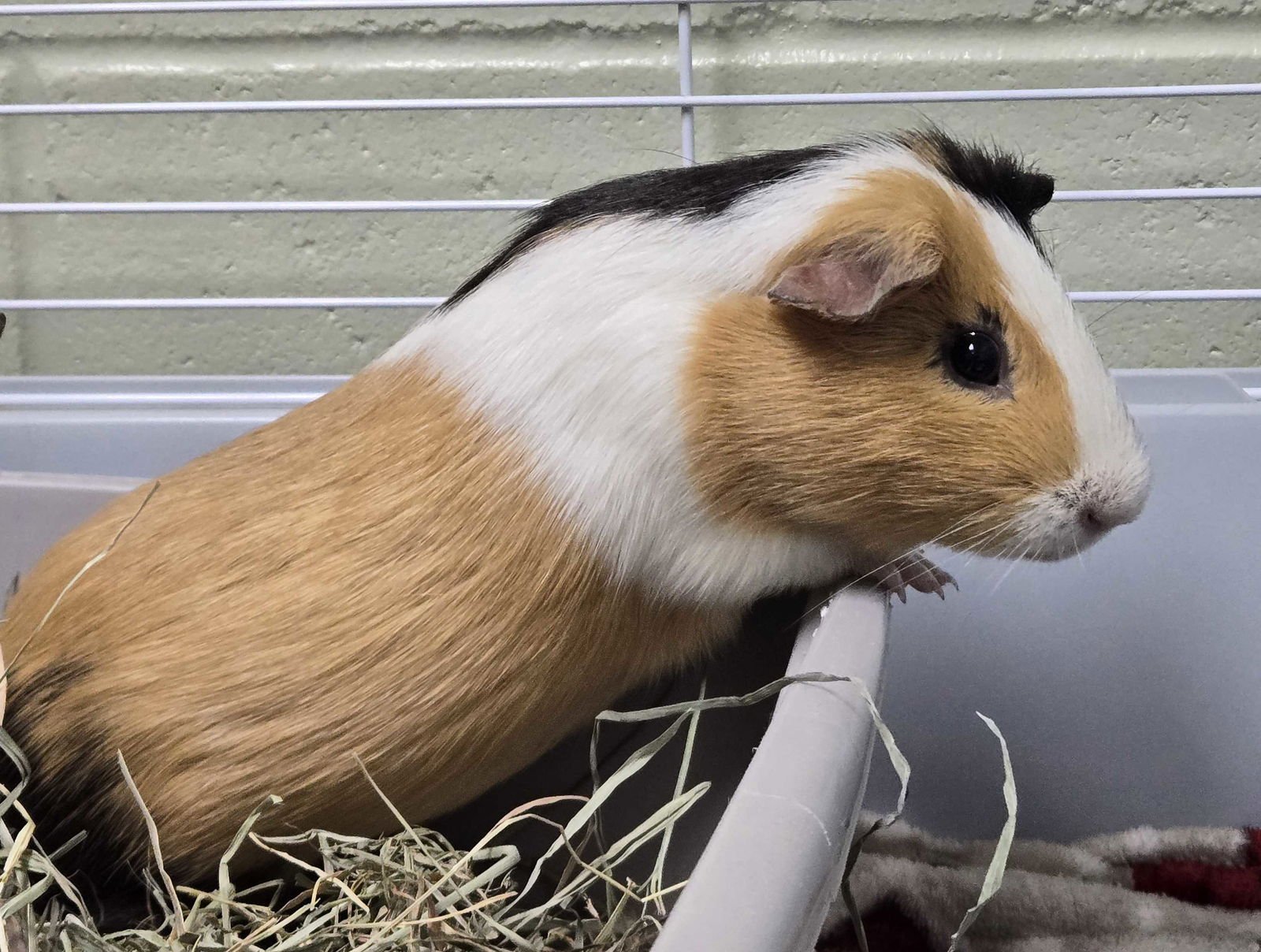 COFFEE - NAME YOUR OWN ADOPTION FEE! - Guinea Pig available for adoption