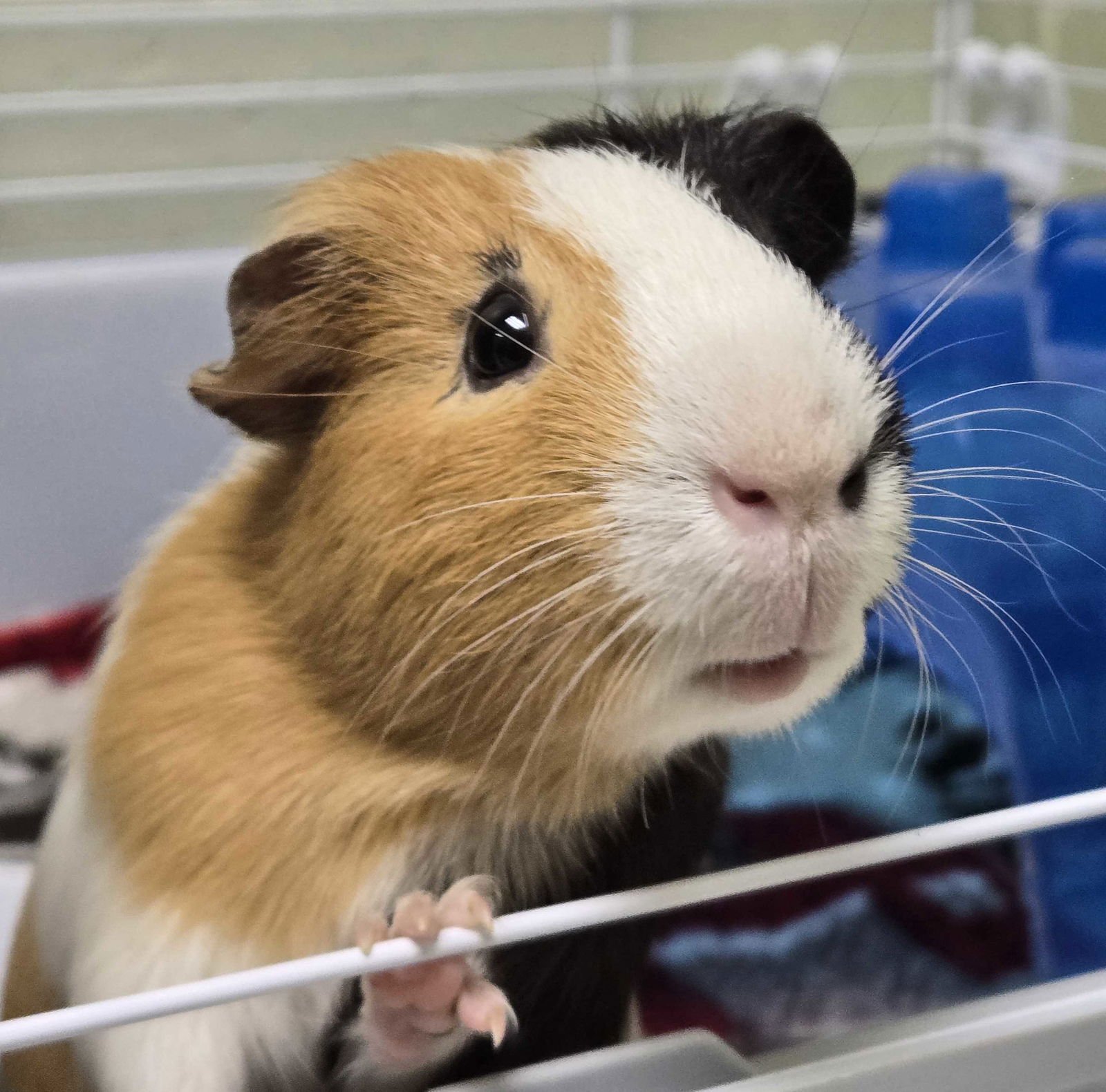 Coffee - Name Your Own Adoption Fee! - Photo 3