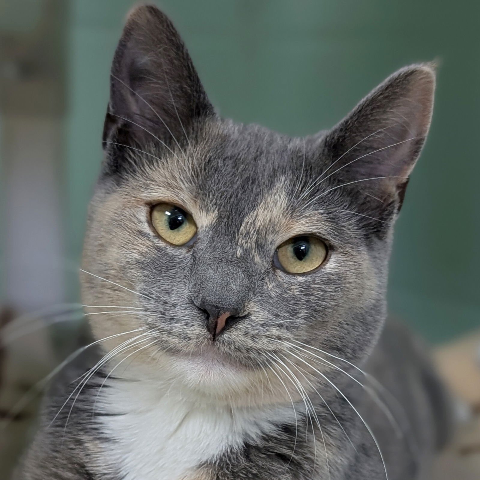 LIESL - Domestic Short Hair available for adoption