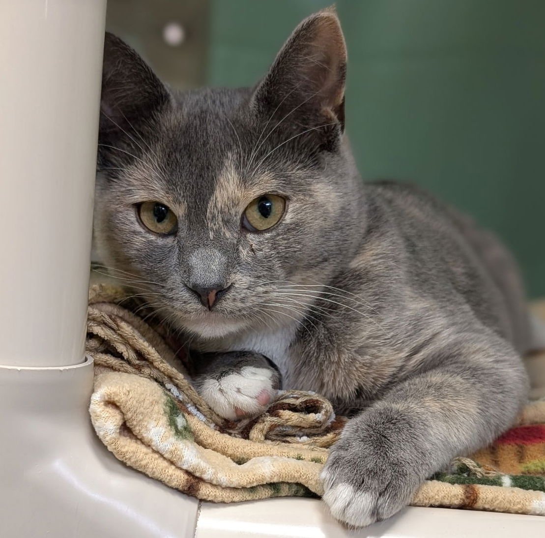 LIESL - Domestic Short Hair available for adoption