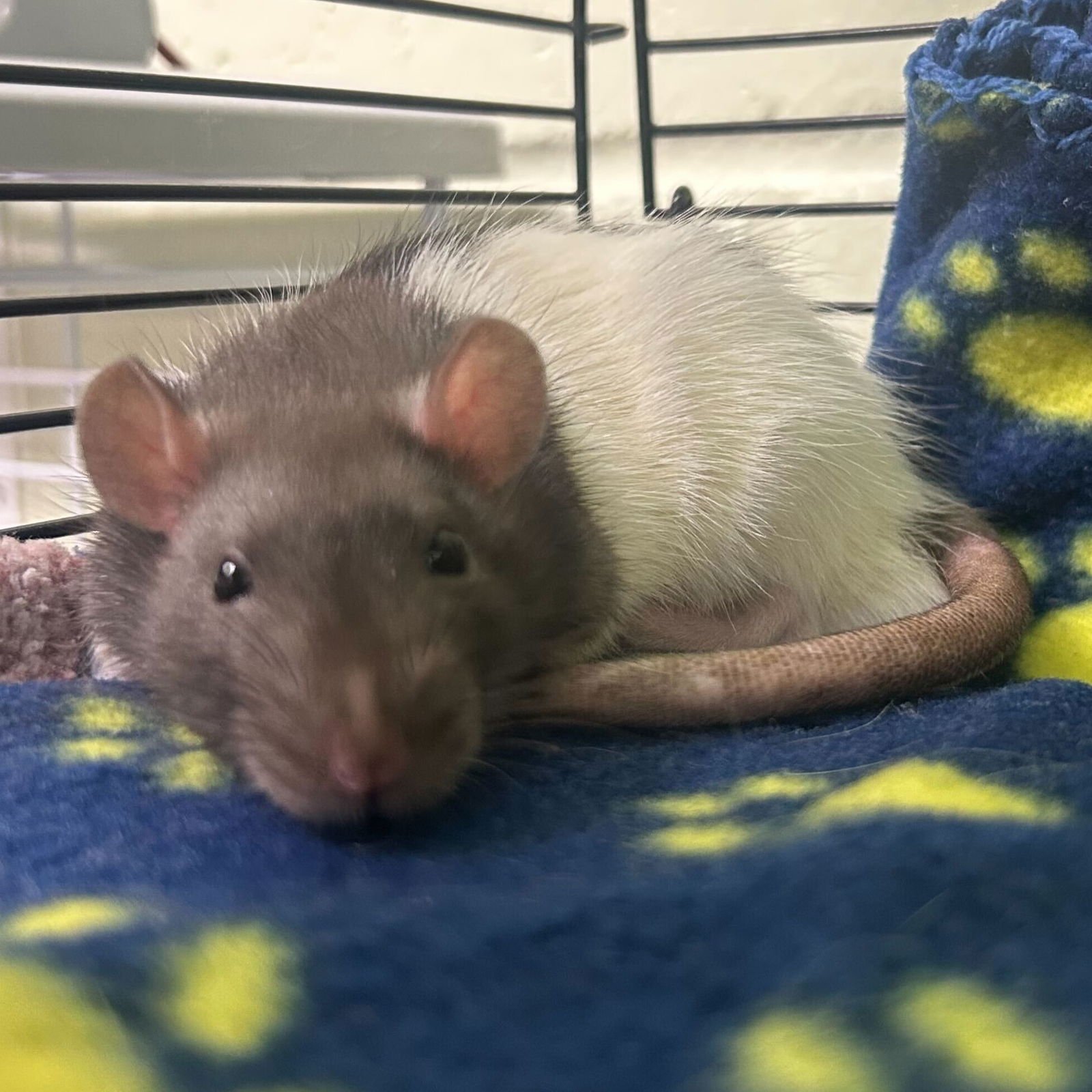 CHASE - Rat available for adoption