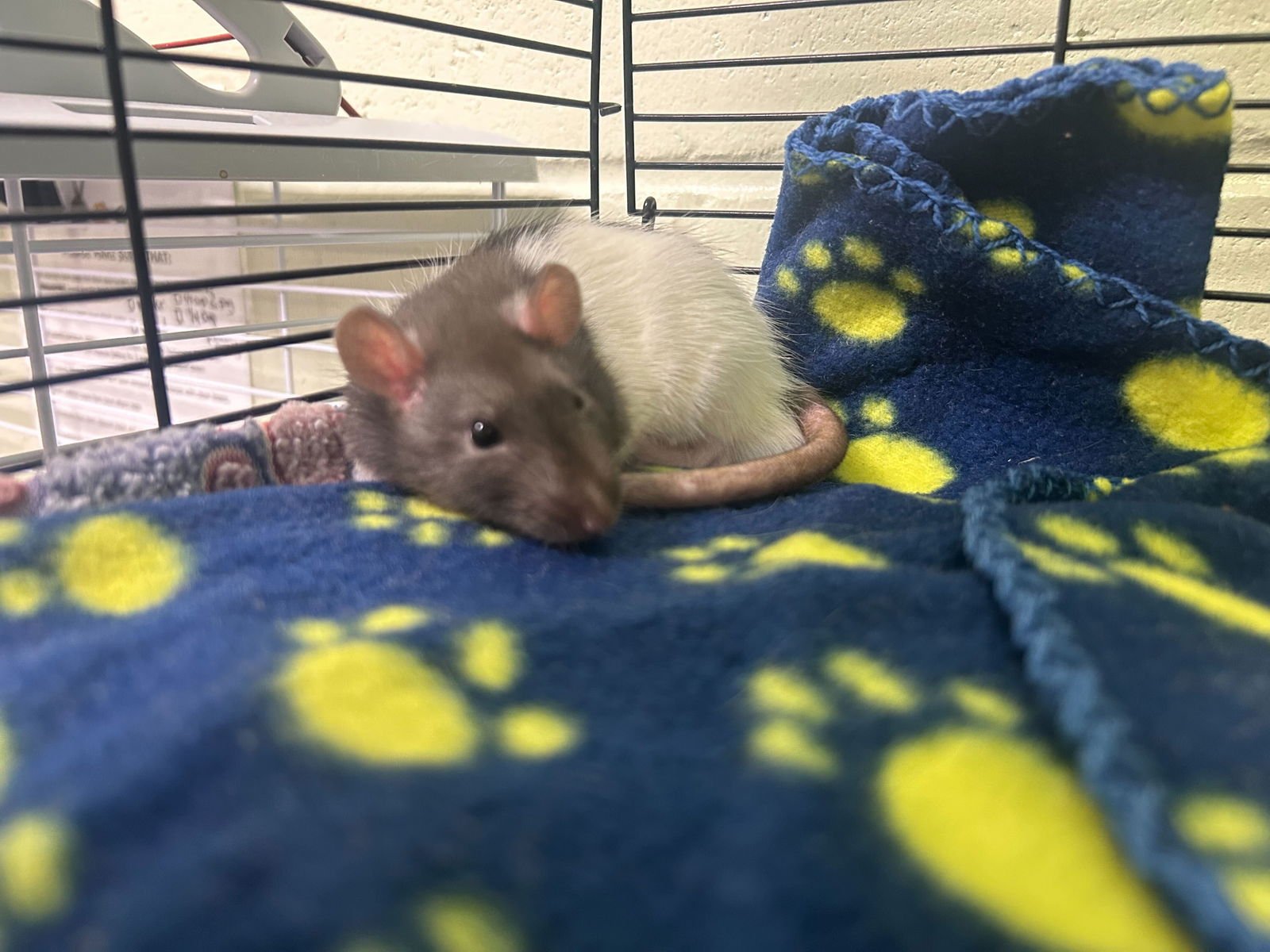 CHASE - Rat available for adoption