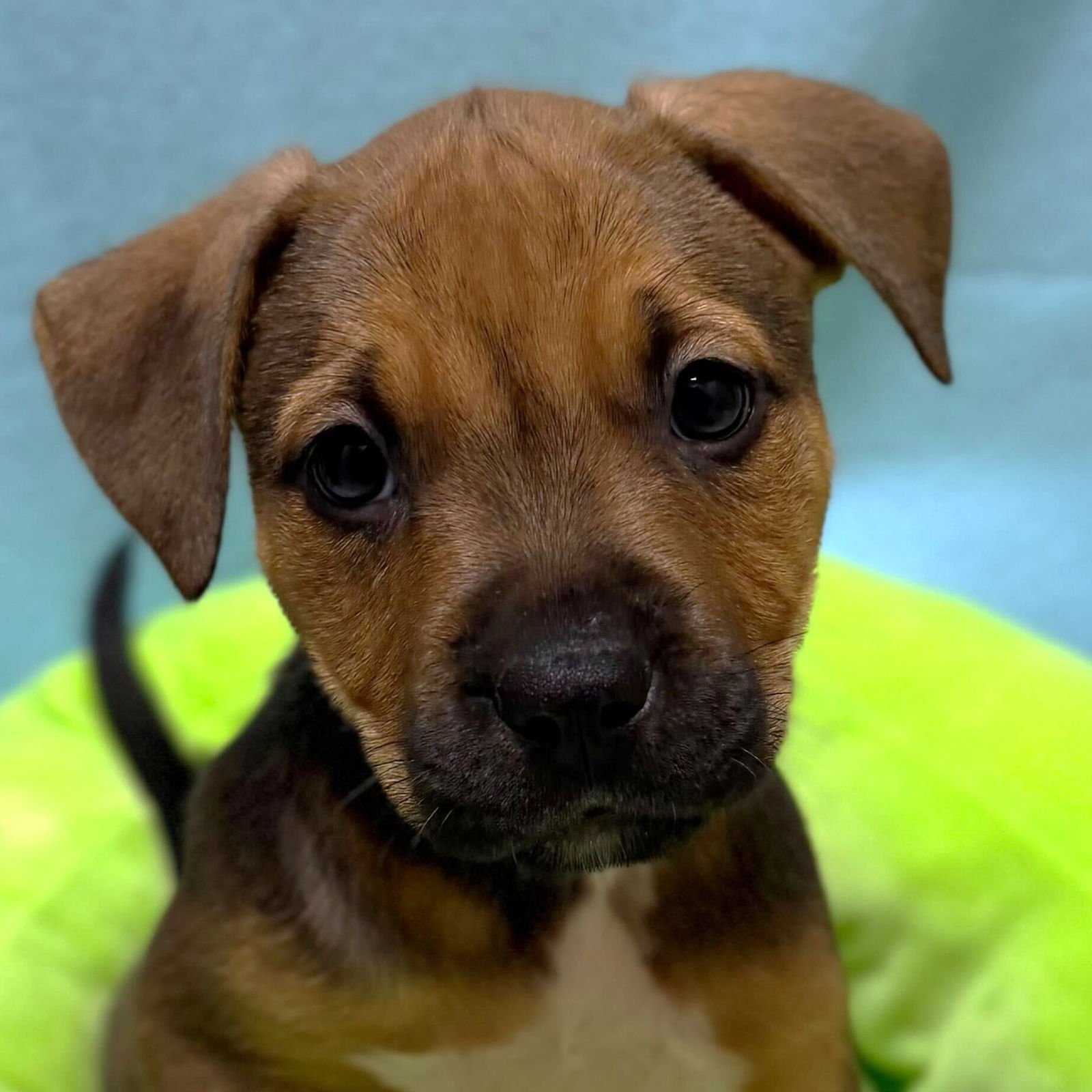 BECA - IN FOSTER! - Terrier available for adoption