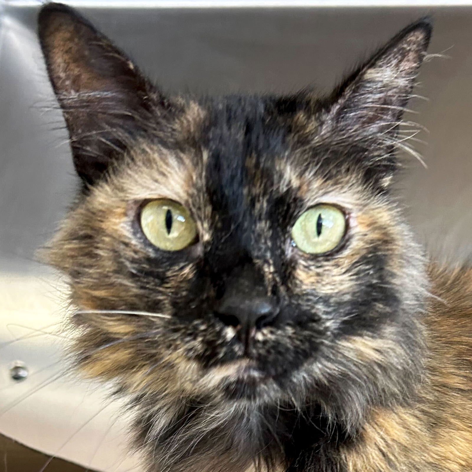 COCO - Domestic Medium Hair available for adoption