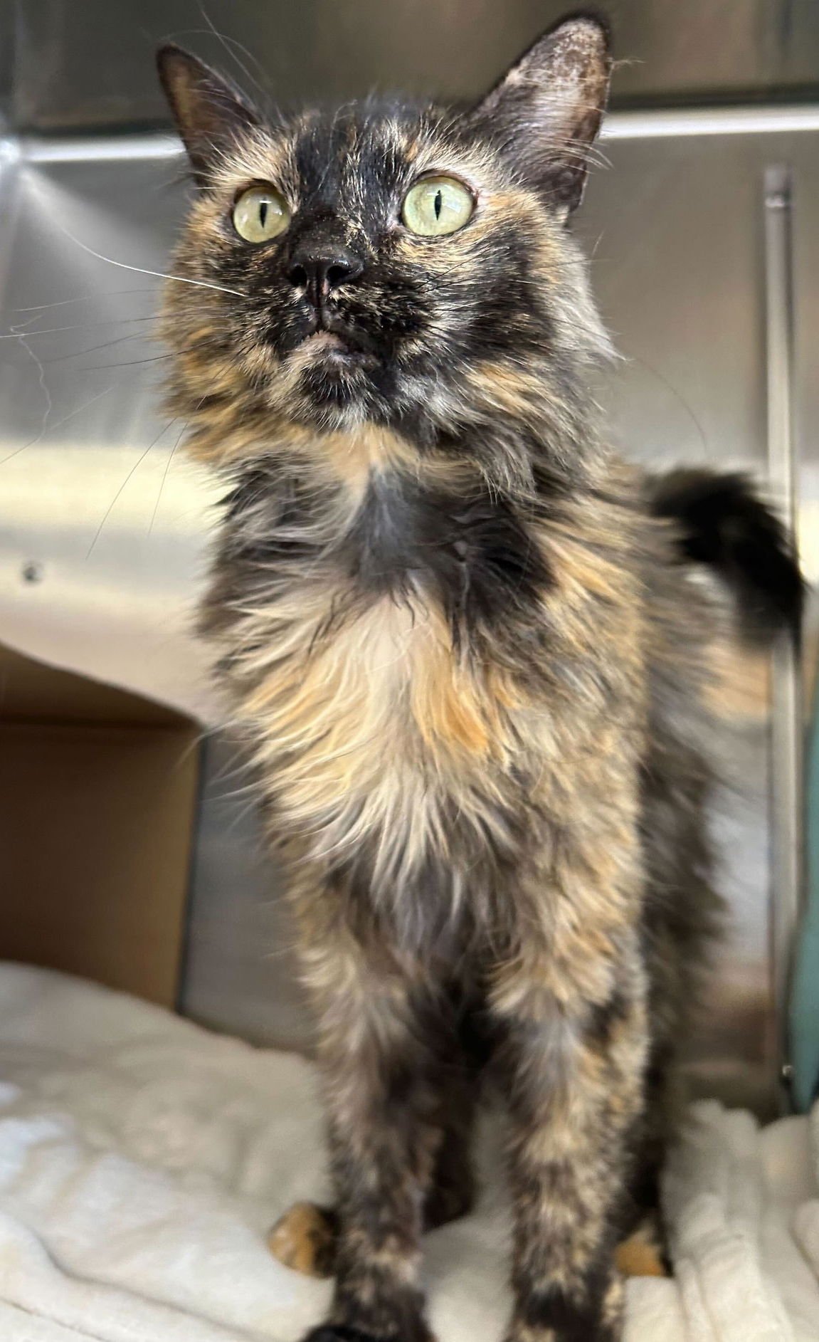 COCO - Domestic Medium Hair available for adoption