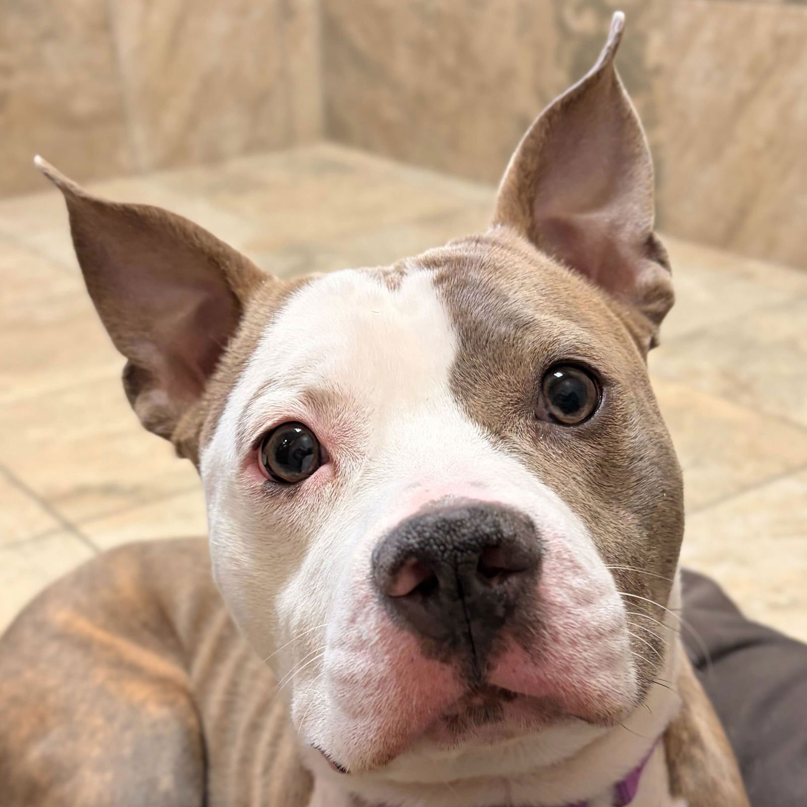 PEGGY - Terrier available for adoption