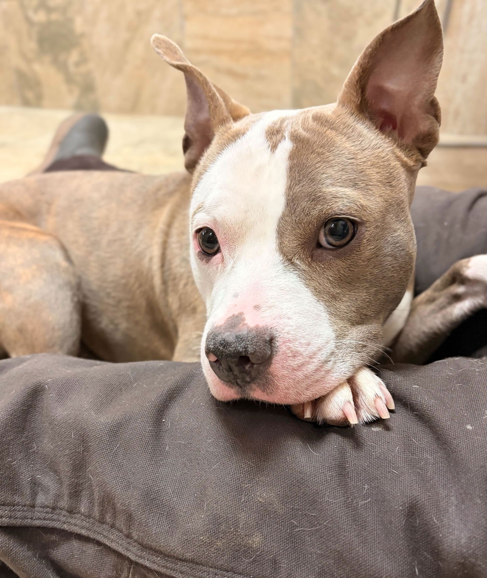 PEGGY - Terrier available for adoption