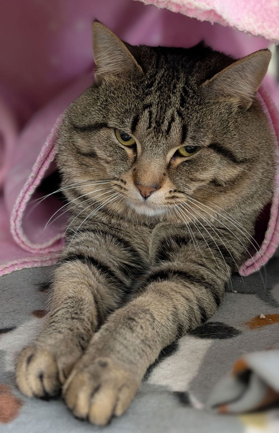 ROCKY - Domestic Short Hair available for adoption