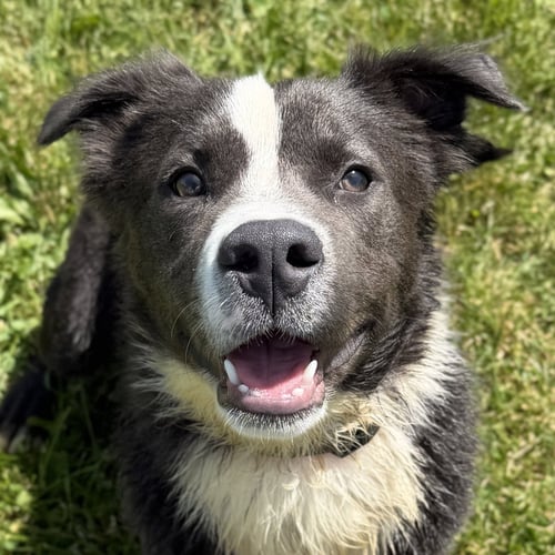 KOALA - Terrier available for adoption