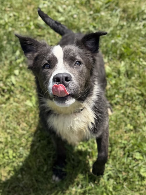 KOALA - Terrier available for adoption