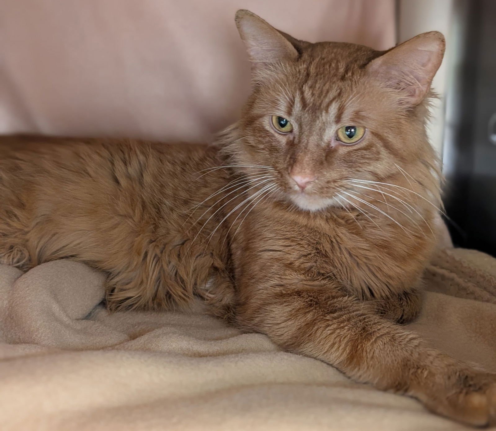 BATMAN - Domestic Medium Hair available for adoption