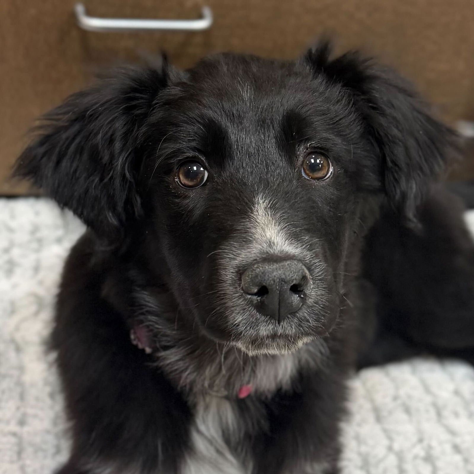 TULIP - Border Collie available for adoption