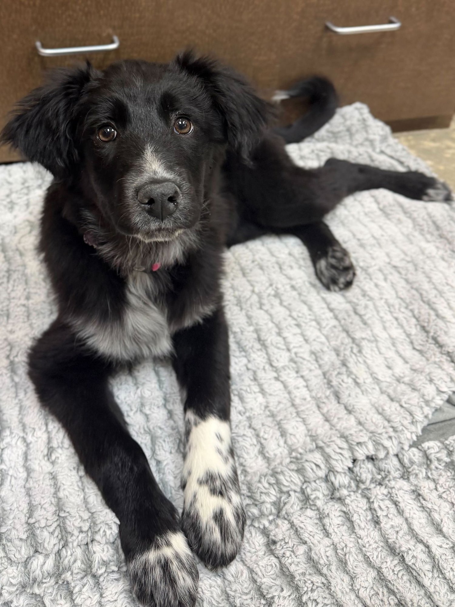 TULIP - Border Collie available for adoption
