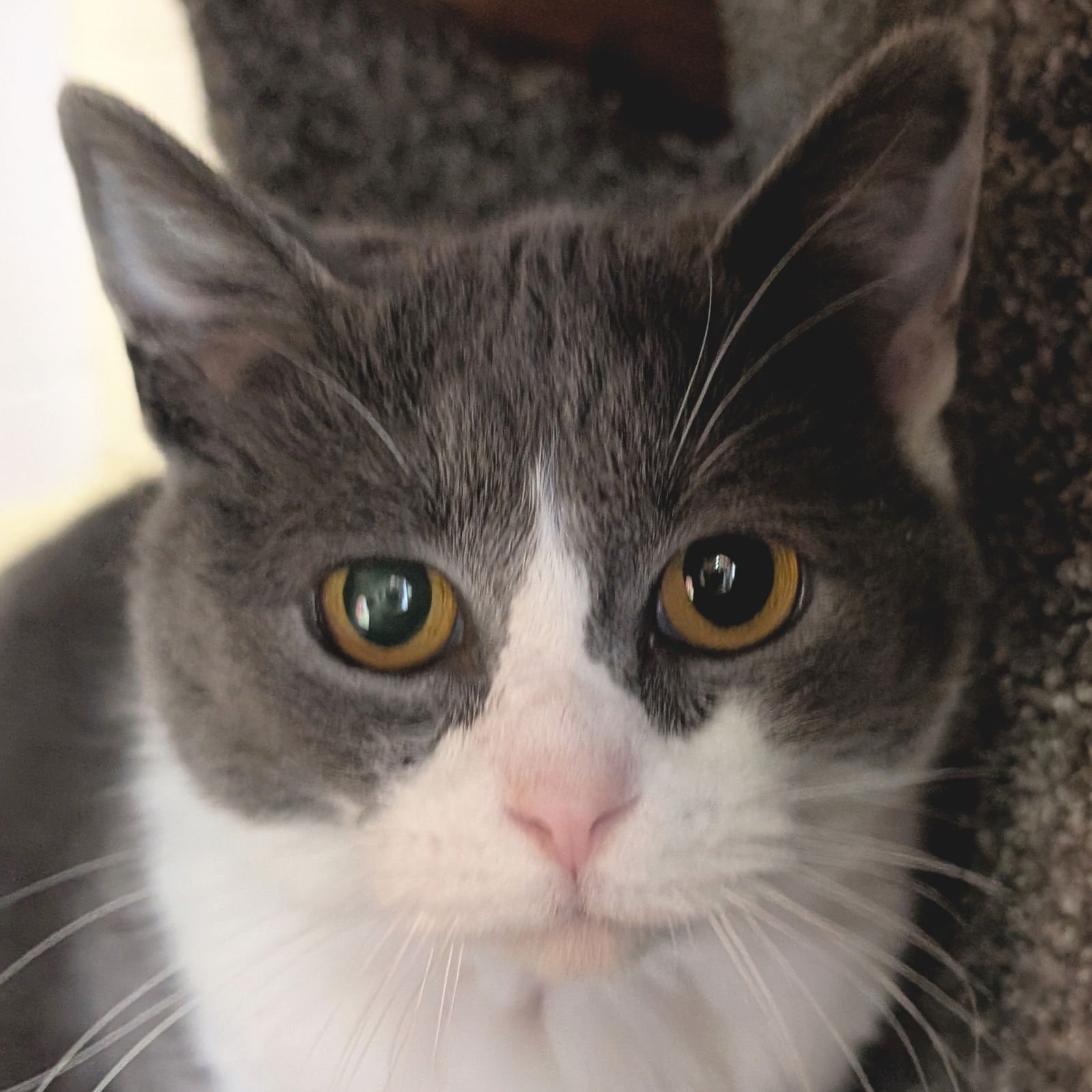 EMMA - Domestic Short Hair available for adoption