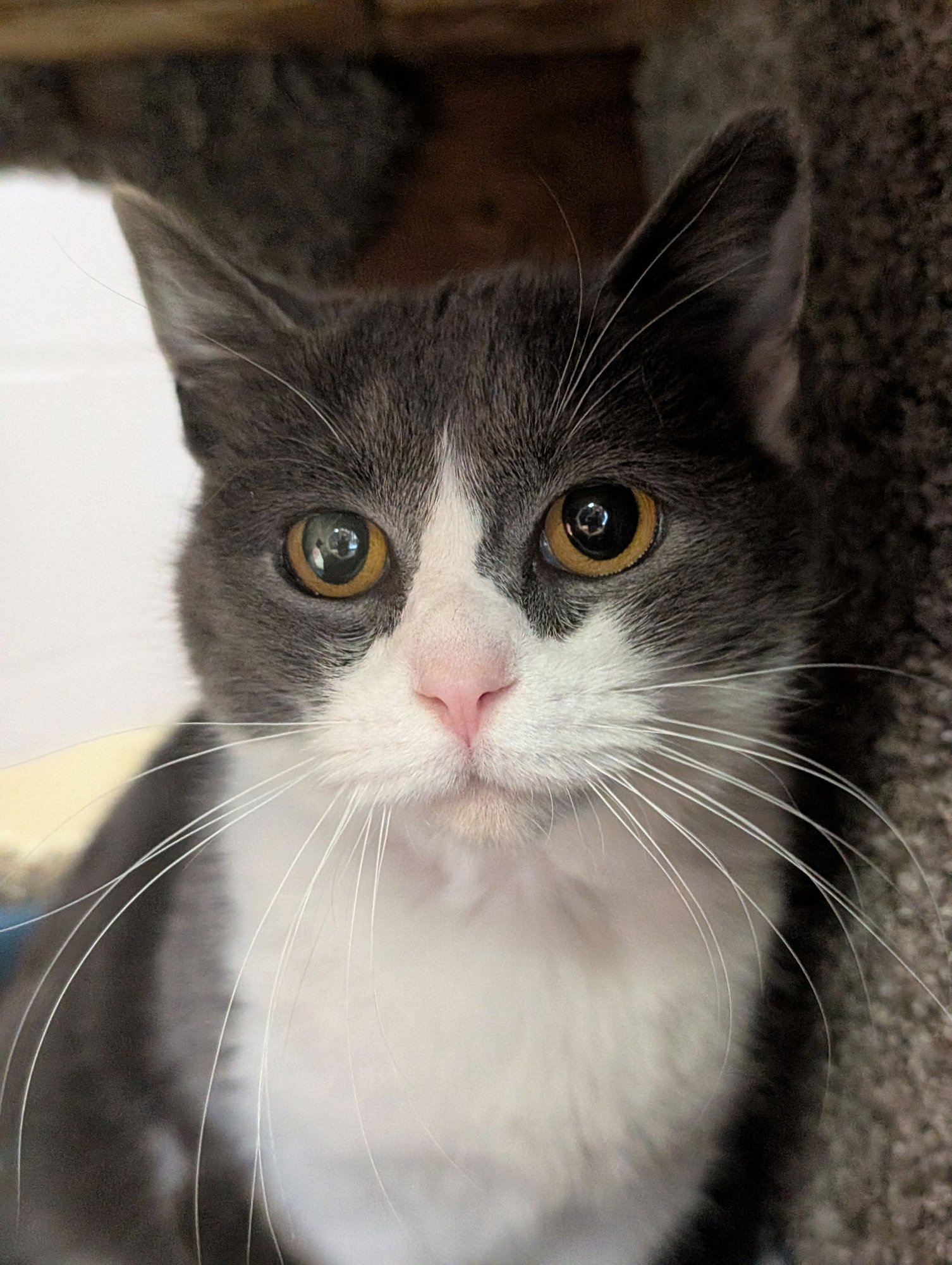 EMMA - Domestic Short Hair available for adoption