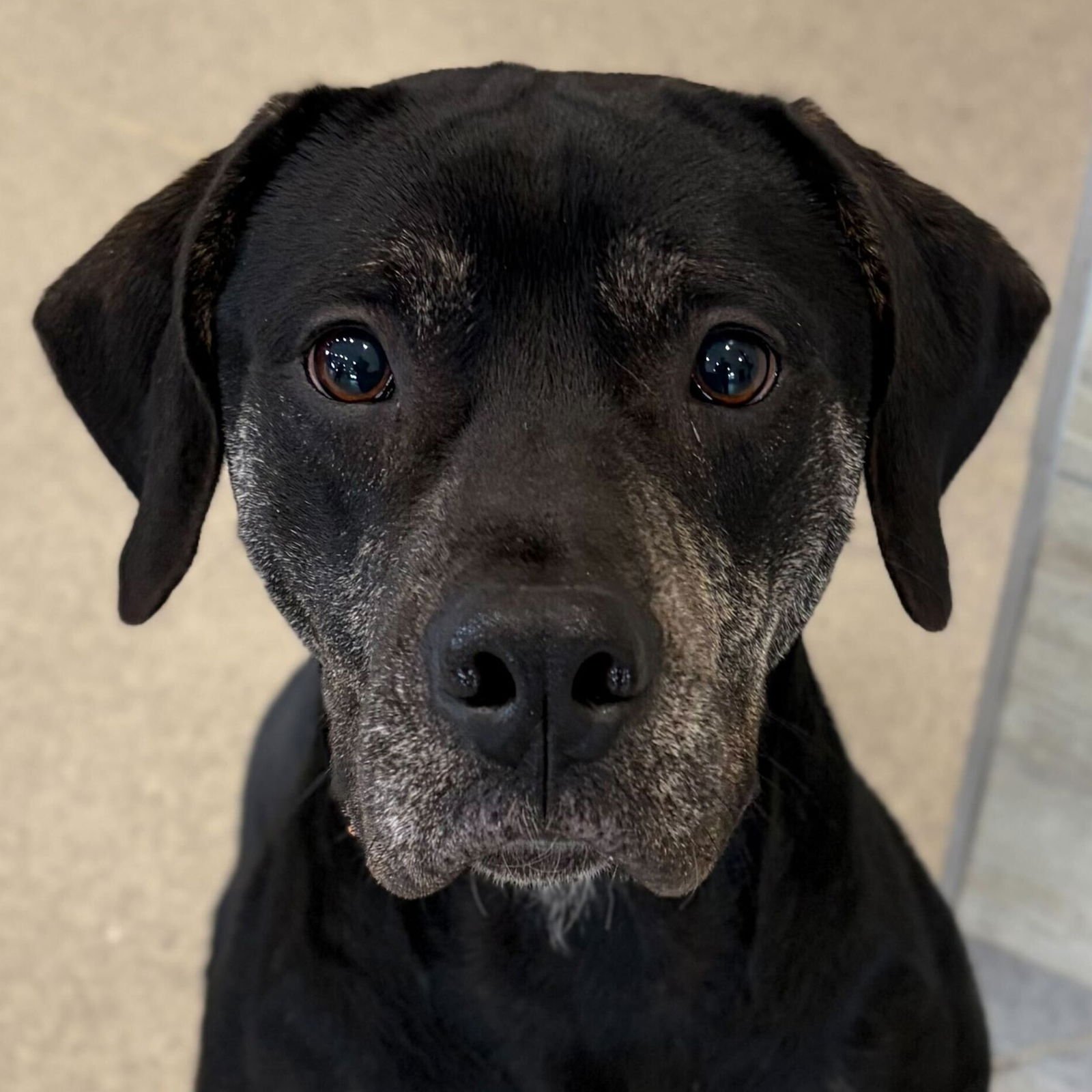 BRIXTON - Terrier available for adoption