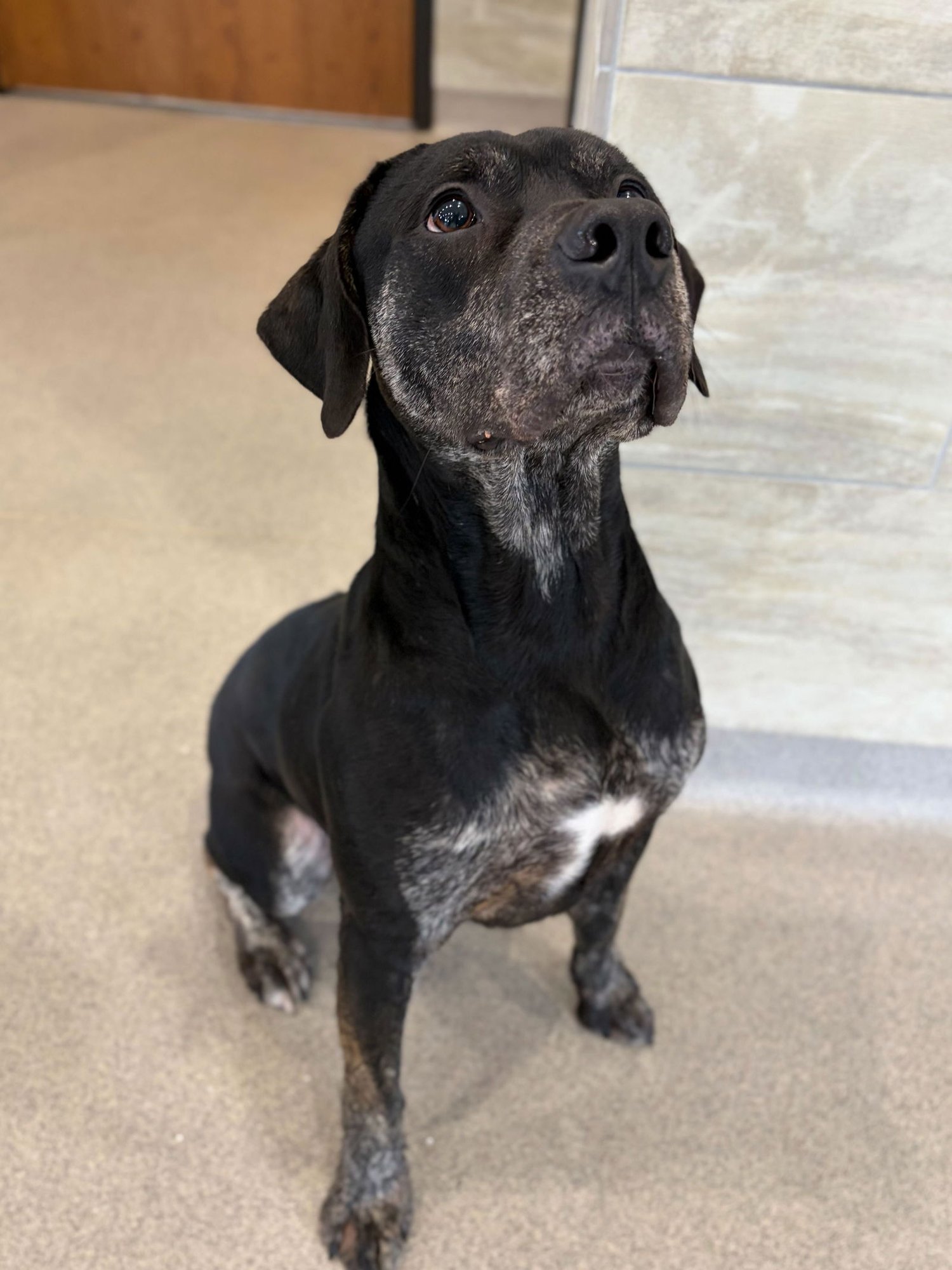 BRIXTON - Terrier available for adoption