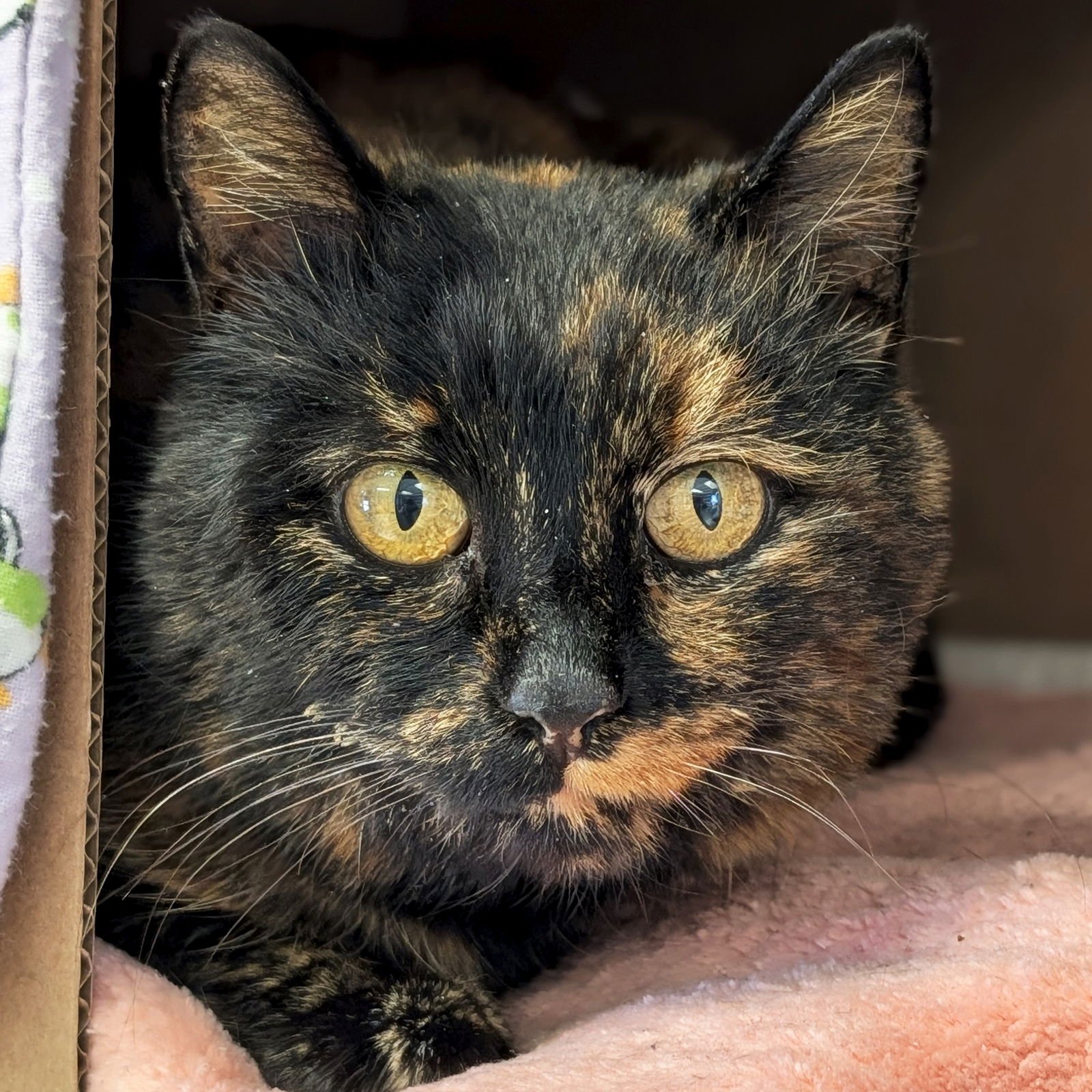 MANGO - ADOPTION FEE PAID! - Domestic Short Hair available for adoption