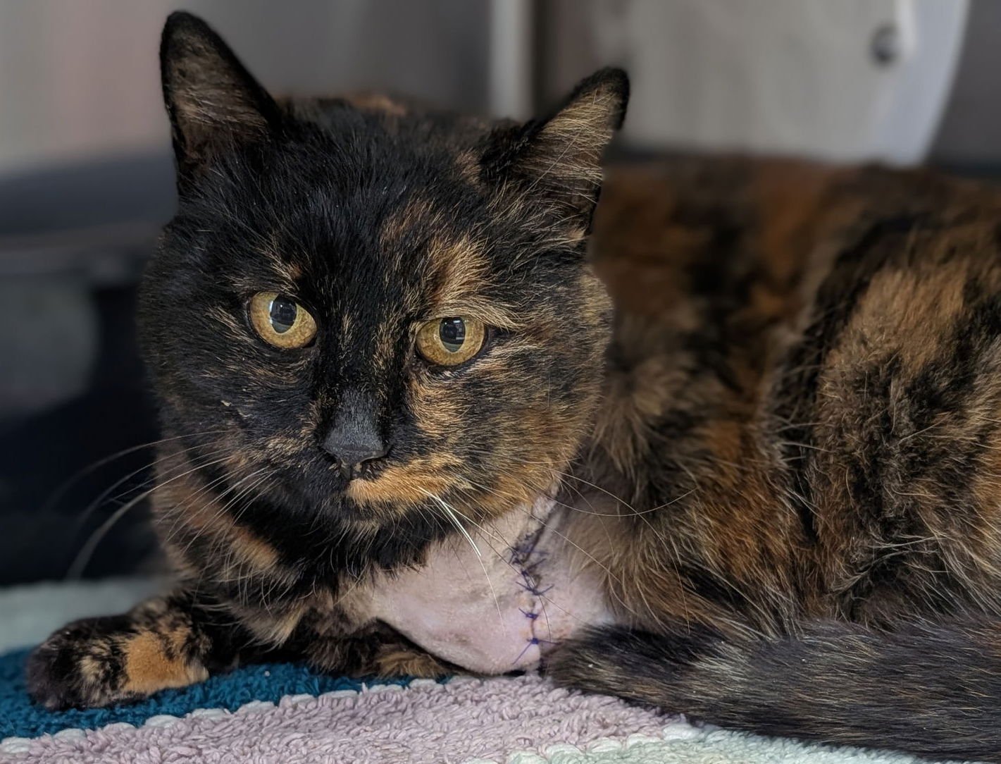 MANGO - ADOPTION FEE PAID! - Domestic Short Hair available for adoption