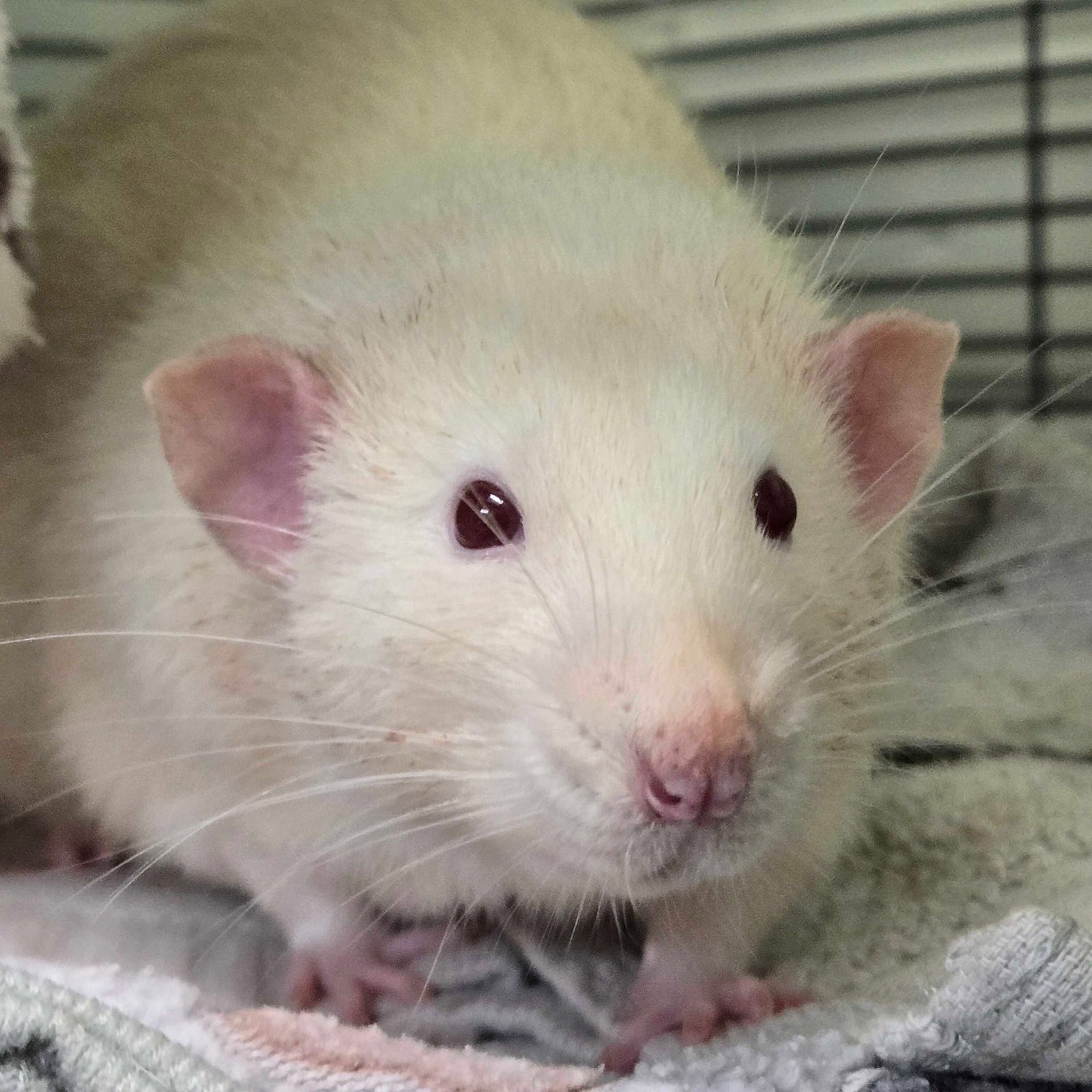 GONZO - Rat available for adoption