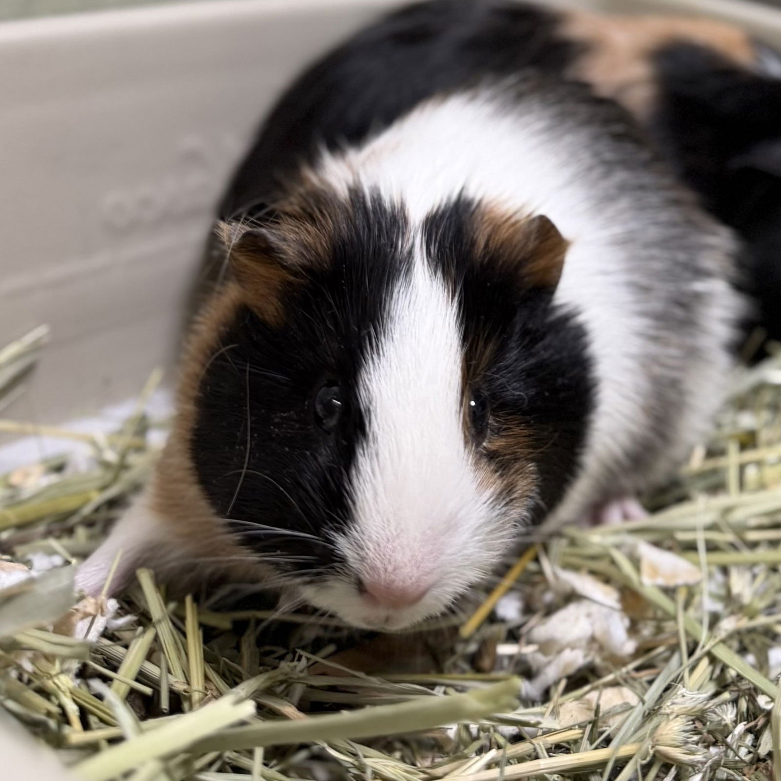 BEAN - Guinea Pig available for adoption