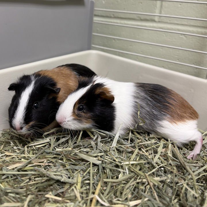 BEAN - Guinea Pig available for adoption