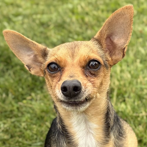 JACKSON - Chihuahua available for adoption