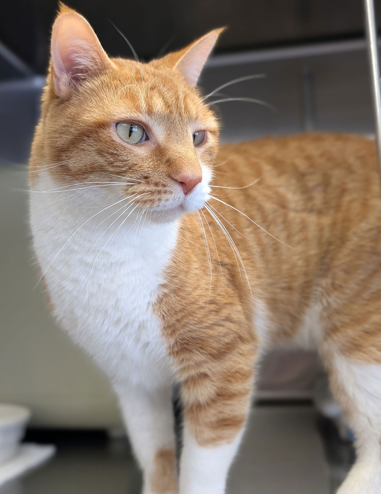 ED - Domestic Short Hair available for adoption