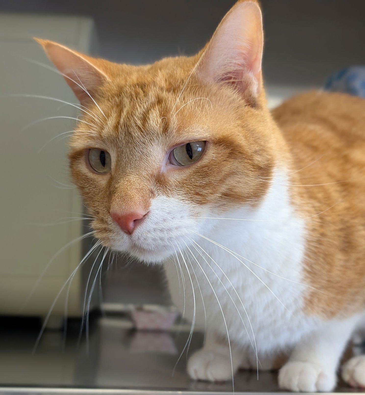 ED - Domestic Short Hair available for adoption